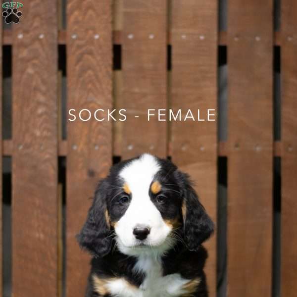 Socks, Bernese Mountain Dog Puppy